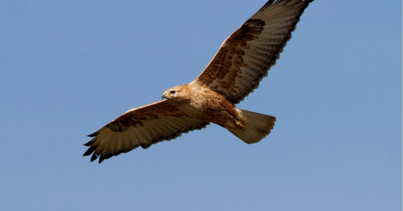 Long legged buzzard in South Rhodes land for sale in Rhodes, Greece