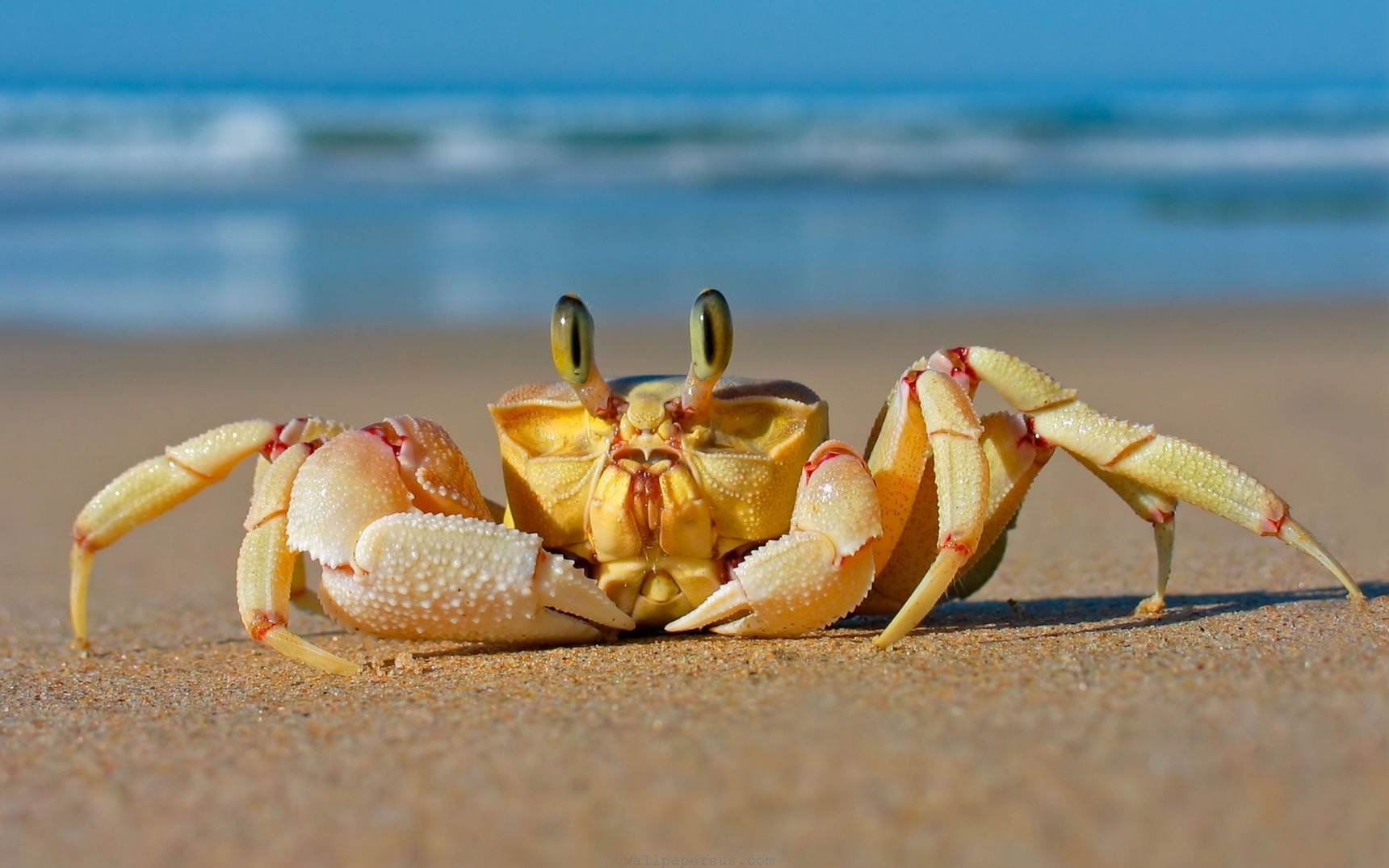Sea crabs can be seen at the beach just before sunset land for sale in Rhodes, Greece