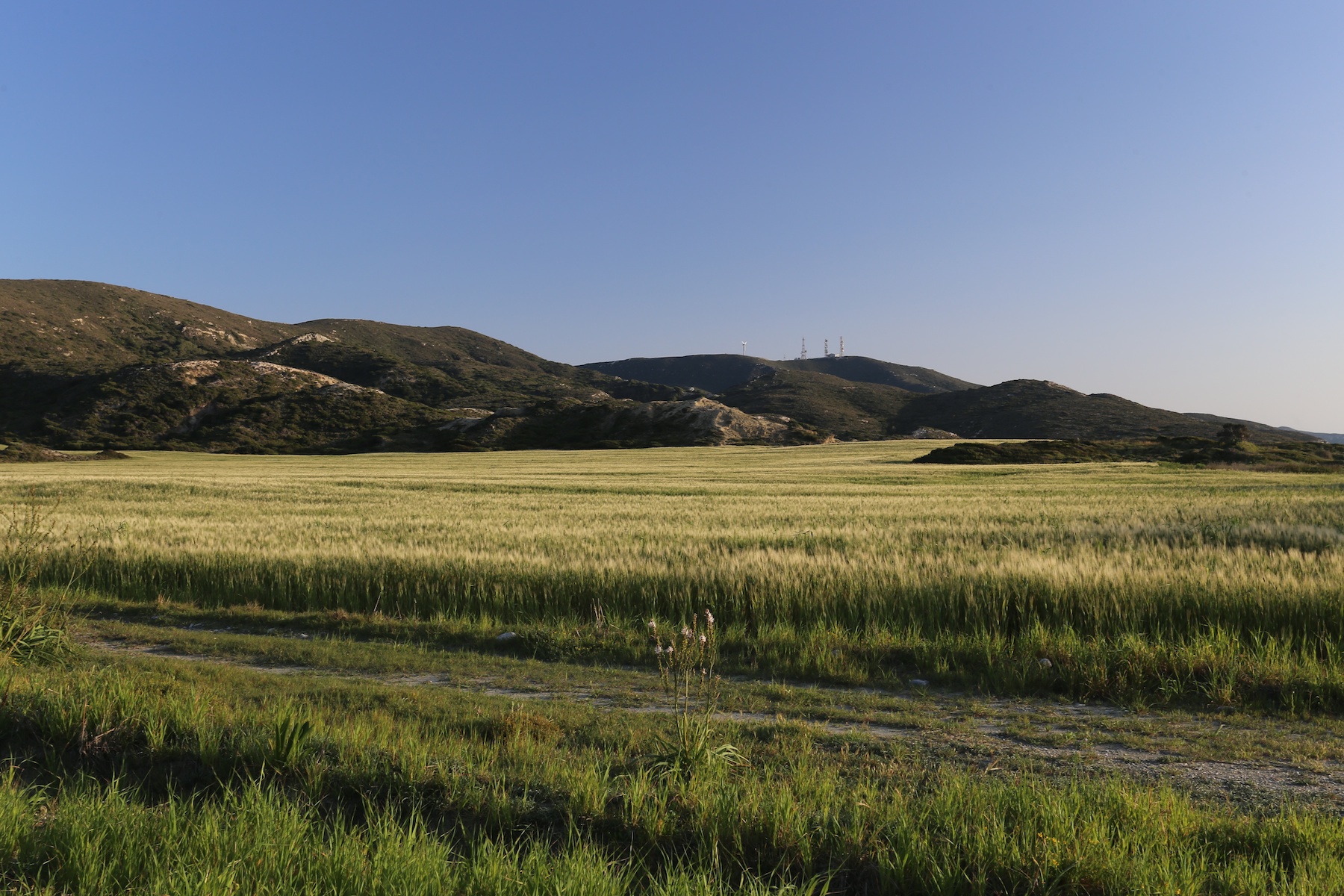 Wheat growing land for sale in Rhodes Greece